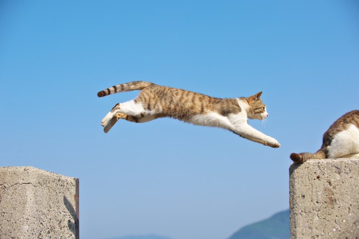 ジャンプして岩に飛び乗る猫