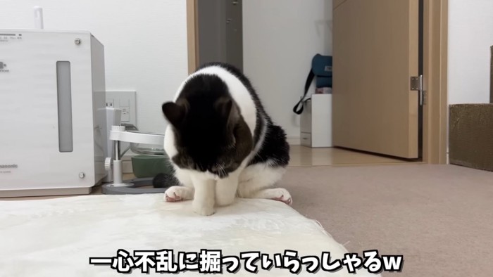 カーペットを掘る猫