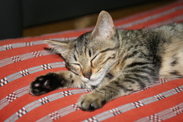 クッションの上でうたた寝する猫
