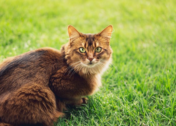 芝生の上からこちらを見つめる猫