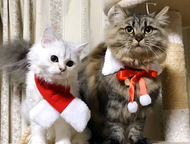 クリスマスマフラーの猫2匹 