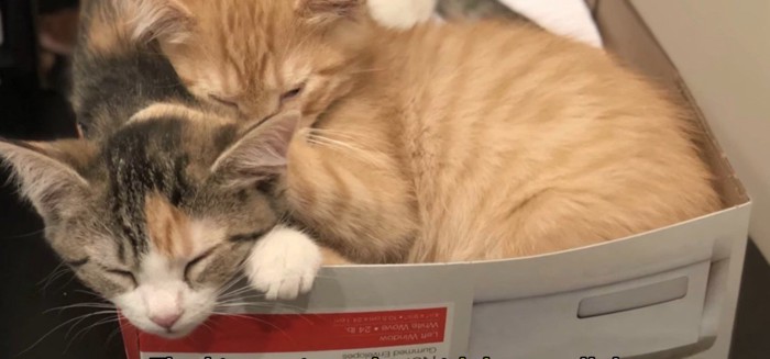 箱の中で眠る2匹の猫
