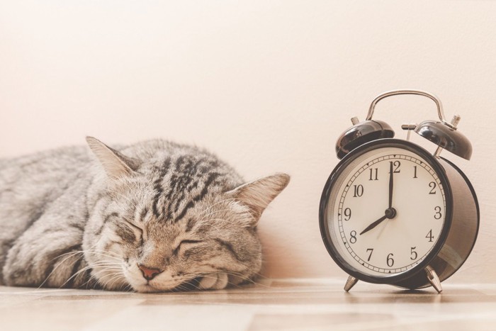 目覚まし時計と眠る猫