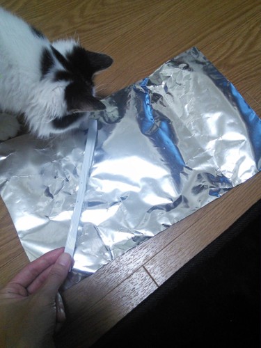 猫と開かれたお菓子の袋