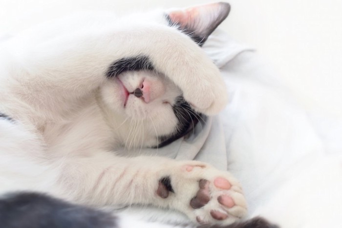 手で顔を隠しながら眠る猫