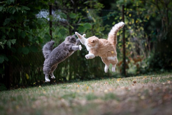 ジャンプする2匹の猫