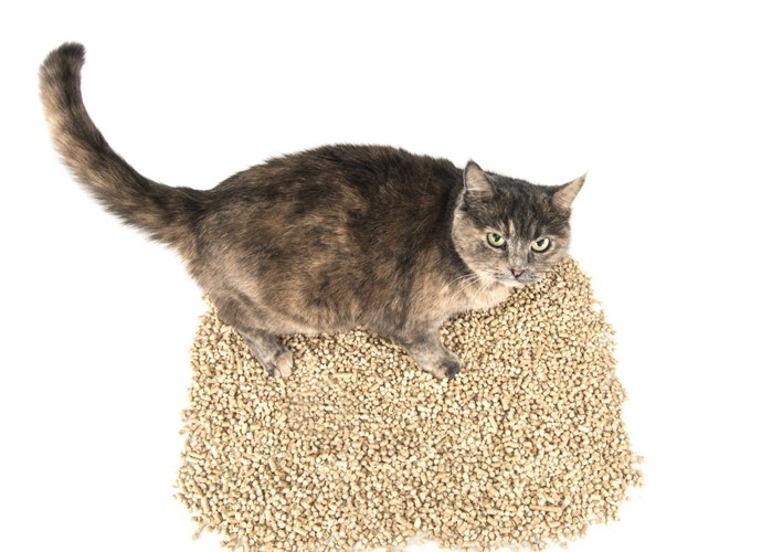 猫砂を隠す猫