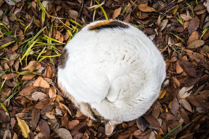 落ち葉の上で丸まって眠る猫