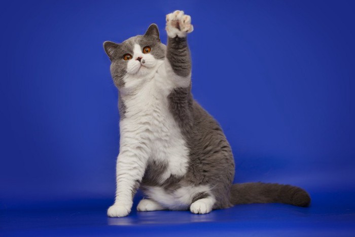 白黒の左手を上げる猫