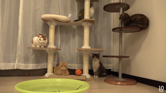 キャットタワーに乗る猫たち