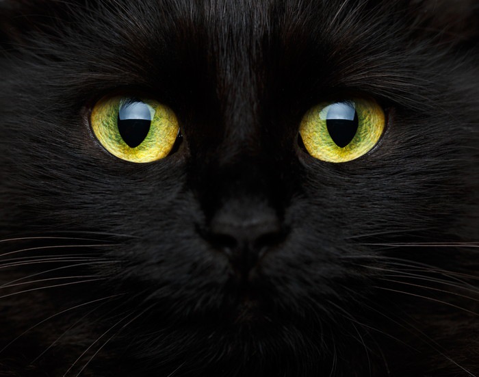 黒猫アップ