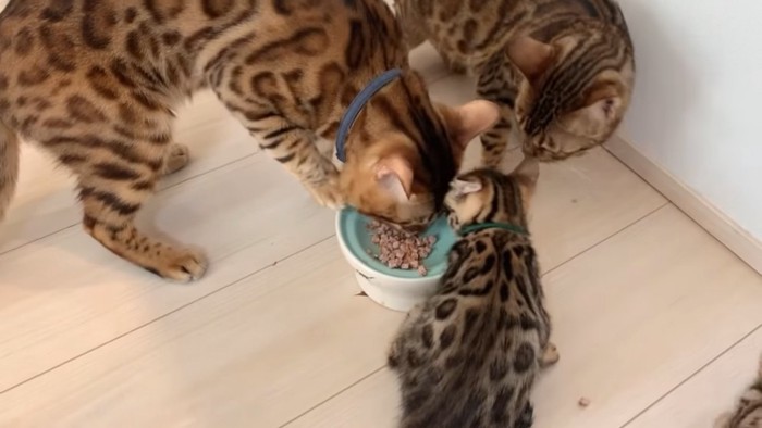 お皿を引っ張りごはんを食べる猫