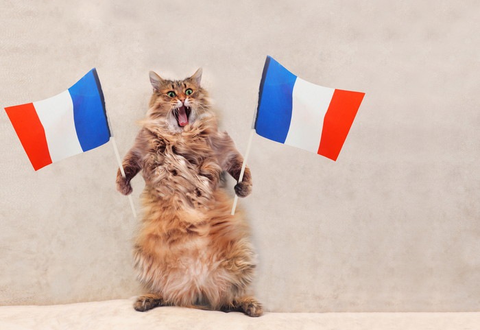フランスの国旗を持った猫
