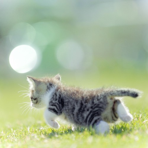 芝生の上を一匹で歩く子猫の後ろ姿