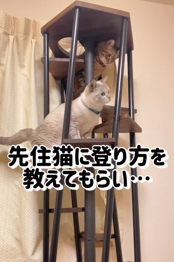 キャットタワーに登る2匹の猫