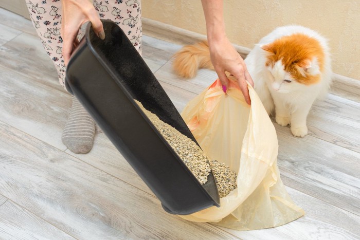 飼い主がトイレの猫砂を捨てようとするのを気にする猫