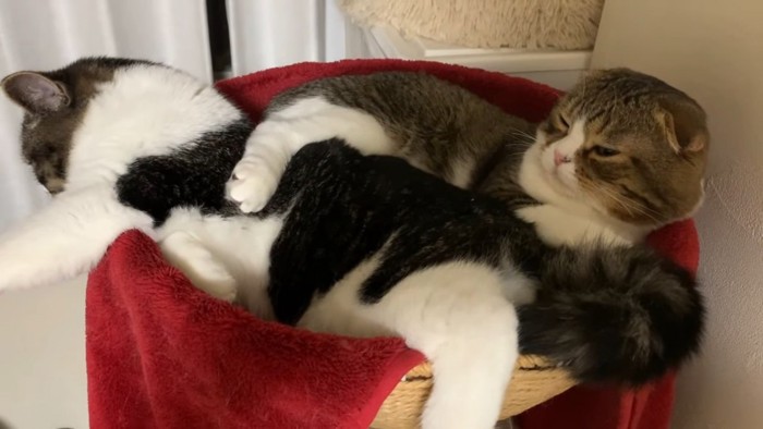 かごのなかで寝る2匹の猫