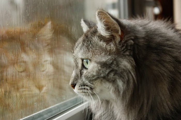 外の雨を見る猫