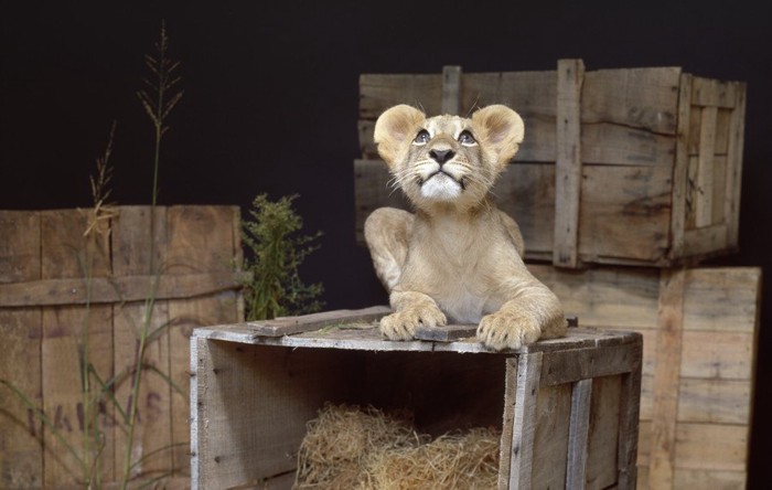 箱の上に居るライオン