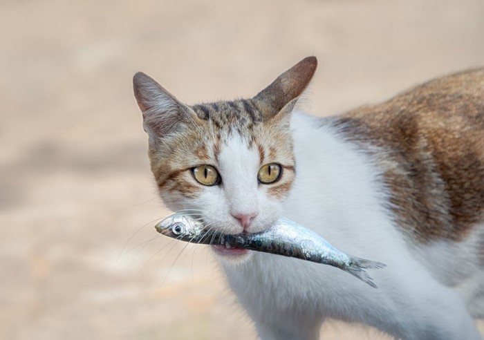 魚に噛み付く猫