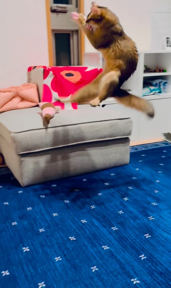 華麗なジャンプを見せる猫