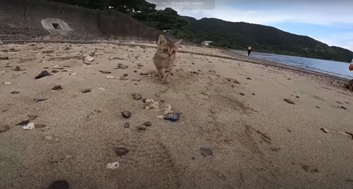 浜辺を歩く子猫