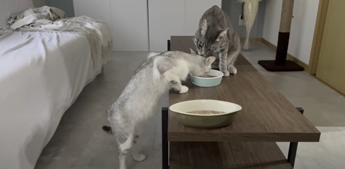 ごはんを食べる猫2