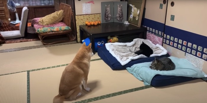 ベッドで寝ている猫たちの前でお座りをする柴犬