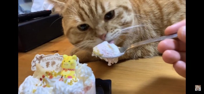 ケーキを食べる猫