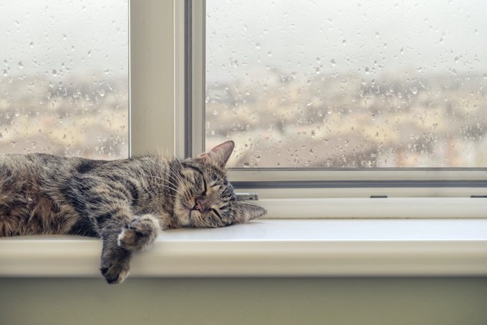 水滴の付いた窓辺で眠る猫