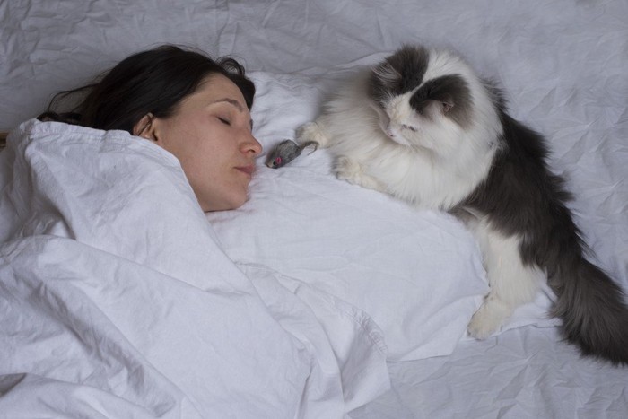 ベッドで寝る人間の前に獲物を置く猫