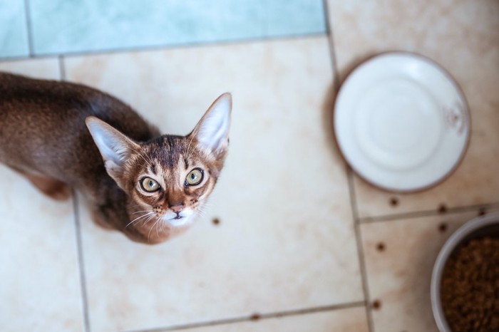 ご飯皿の前でこちらを見上げる猫