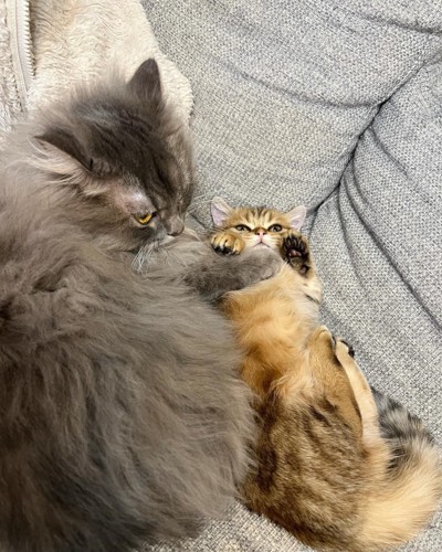 長毛猫と子猫