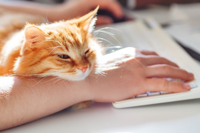 PC作業中の手を枕にする猫