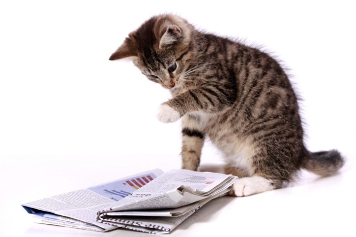 前足で新聞を触る子猫の写真