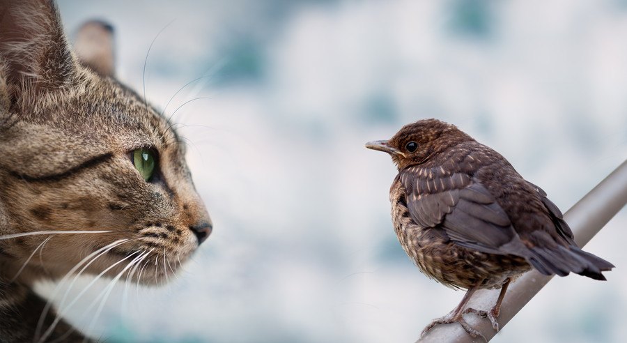 小鳥と猫