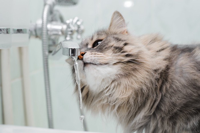 お風呂場で蛇口からの水を見つめる猫