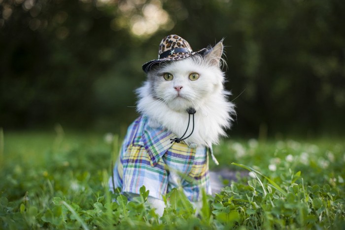草の中で帽子と服を身に着けた猫