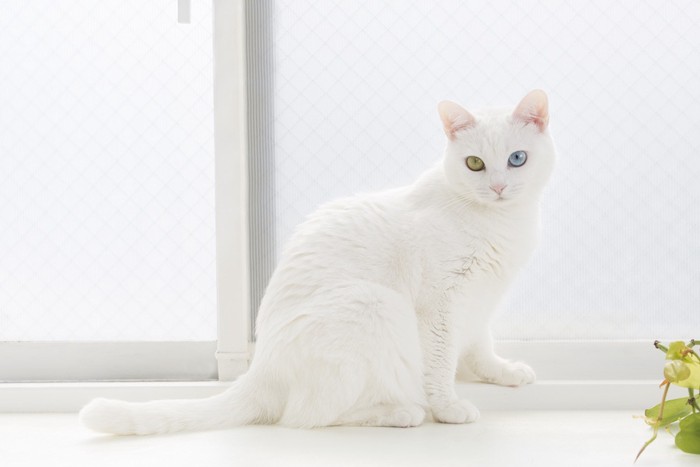 窓辺に座る白猫