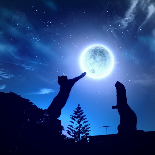 満月で遊ぶ猫