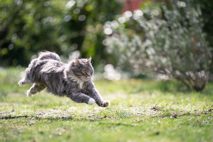 庭を走る猫