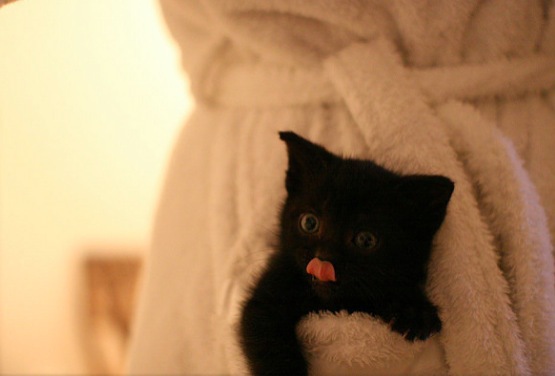 バスローブに挟まれるかわいい黒猫