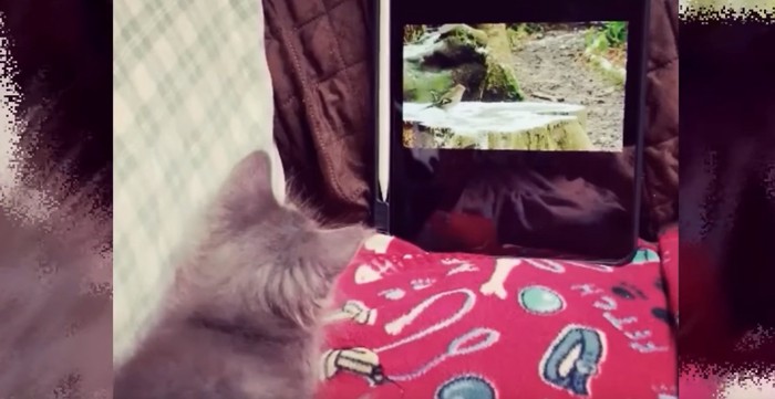 iPadで動画を観るグレーの子猫