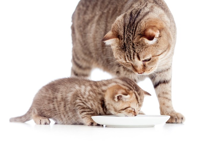 ご飯を食べる子猫を見守る母猫