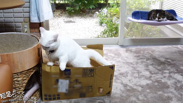 箱の中に落ちた猫