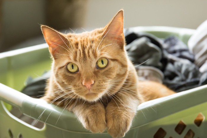 洗濯カゴに入った猫