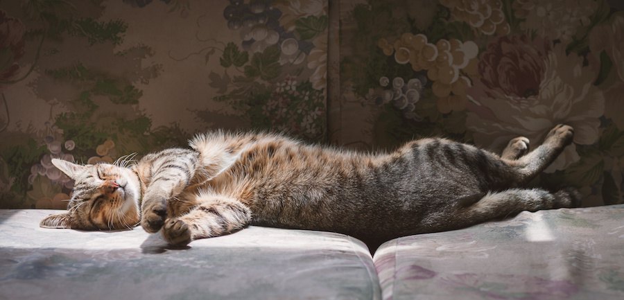 身体をひねってソファーの上で眠る猫