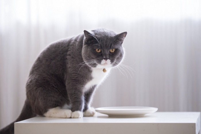 お皿の前でお腹を空かせている猫
