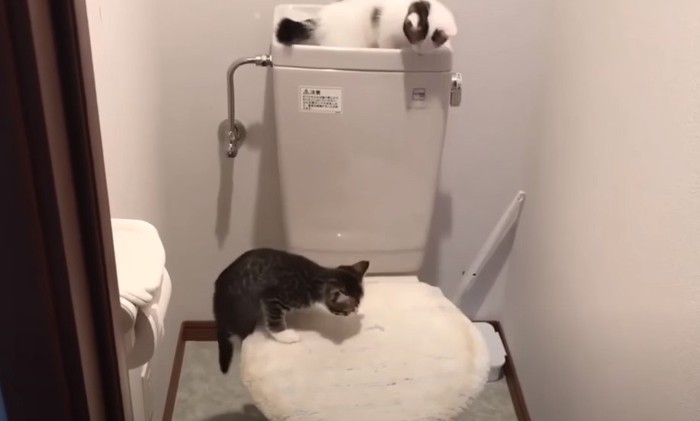 トイレの猫2匹