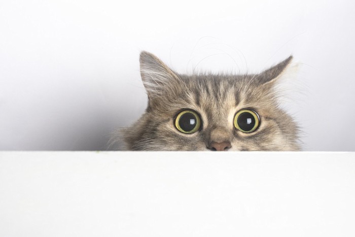 まん丸な目で見る猫